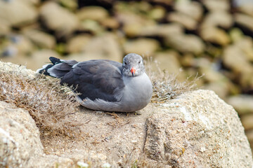 Heermann's Gull lies on the rocks on the Pacific coast.