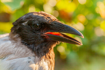 Raven. Eye of the crow. Macro.