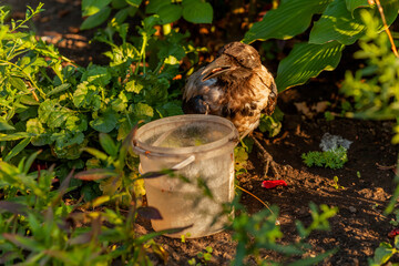 Raven. Eye of the crow. Macro.