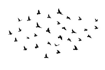 Flying birds silhouettes on white background. Vector illustration. isolated bird flying. tattoo and wallpaper background design.