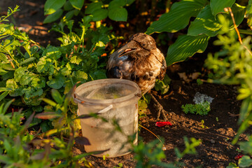 Raven. Eye of the crow. Macro.