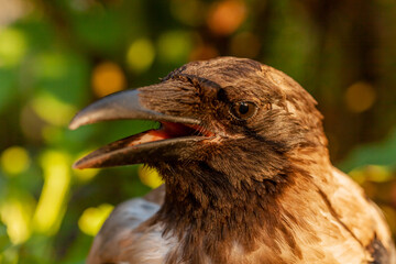 Raven. Eye of the crow. Macro.