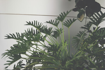 green monstera leaves. philodendron split leaf. © 88studio