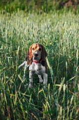 Happy puppy beagle dog having fun in green grass