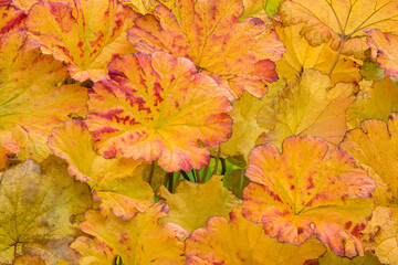 Naklejka na ściany i meble Beautiful, vibrant colors of Darmera leaves in autumn 