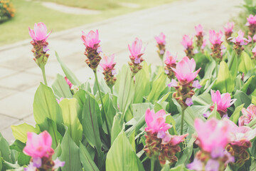 siam tulip flower garden field. Curcuma alismatifolia