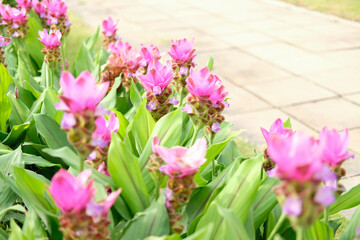 Fototapeta premium siam tulip flower garden field. Curcuma alismatifolia