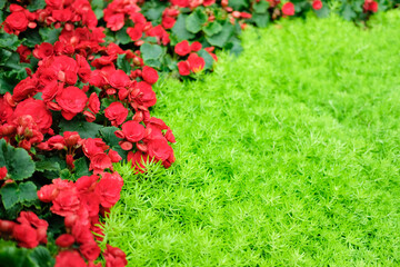 blooming begonia plant growing in flower garden
