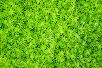 green natural leaves plant nature texture background