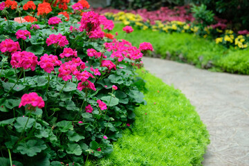 Fototapeta na wymiar blooming flower plant in garden park