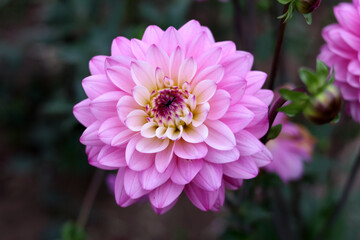Obraz premium Beautiful dahlia flower. Lilac flower. Blurred background. Selective focus.