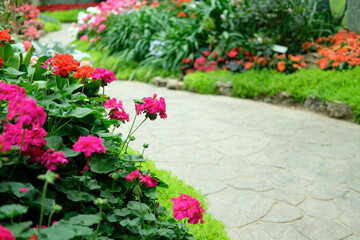 blooming flower plant in garden park
