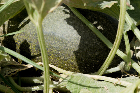 Mel&oacute;n en la planta madurando en verano
