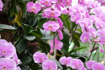 phalaenopsis orchid flower in garden park