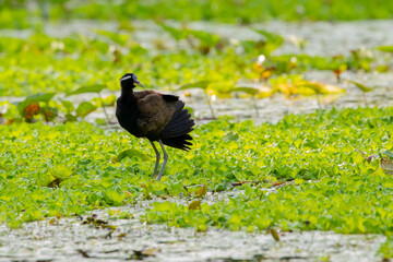 Bronze-winged jacana on the water looking back