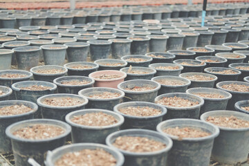 soil & fertilizer in planting pot for growing plant seedling in farm