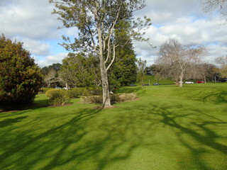 trees in the park