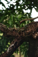 tree in the forest