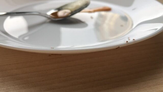 Ants crawl on a white plate