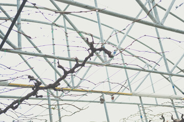 Pruning Training Grape Fruit Plant Tree. Garden Maintenance