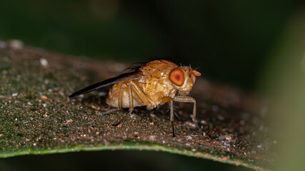 Lauxaniid Fly of the Family Lauxaniidae