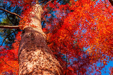 京都の紅葉