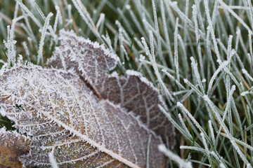  Grass and leaves in hoarfrost. Frosty white pattern on  autumn leaves.Late autumn and early winter nature. Winter natural plant background.November and December. First frosts