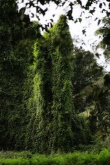 green forest in the morning
