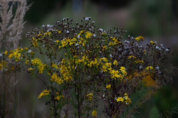 Autumn field yellow flowers and cereals