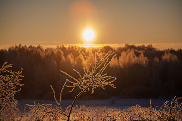 Trees in the snow on the background of the rising sun.Winter forest landscape.snow-covered trees.Morning frost.Dawn in winter
