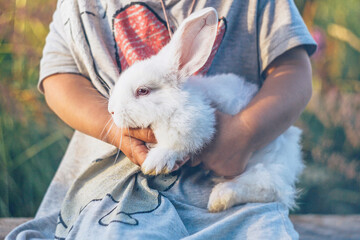 A child holds a white rabbit in his arms.Cute little rabbit.Petting zoo.Children and animals