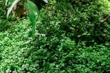 small creeper of some green and reddish branches having small closed buds of flowers