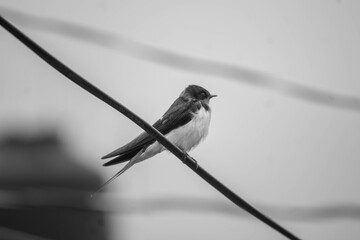 Golondrina