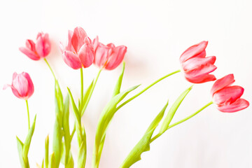Pink Tulips on White Background