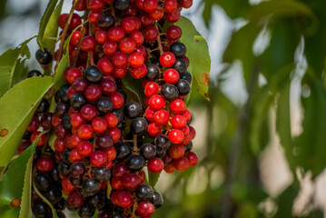 Red forest berries Sambucus racemosa in autumn forest. Macro and extreme close up