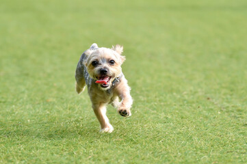 ドッグランで遊ぶヨークシャテリア