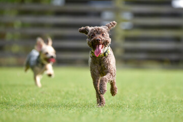 ドッグランで遊ぶトイプードル