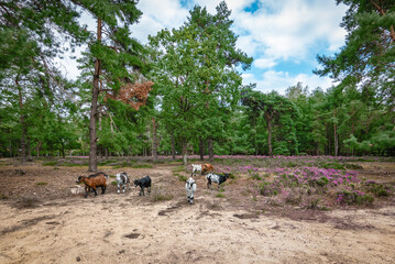 Goats walking through a Belgian forest with purple heather plants.