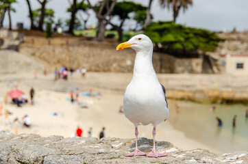 White seagull is standing on the rocks against the background of the beach.