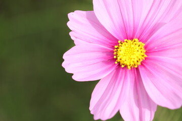 pink daisy flower