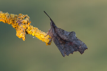 butterfly Libythea celtis  in the early morning waiting for the first rays of the sun
