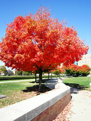 Gorgeous Tree in Autumn 