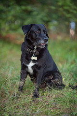 Beautiful black lambrador retriever sitting on the grass in the forest.