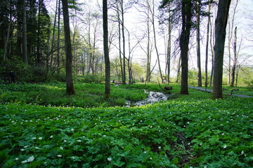 A nature landscape at summer in the forest, Japan
