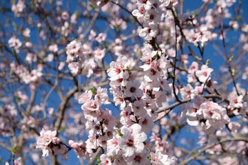 Pink cherry blossom in spring