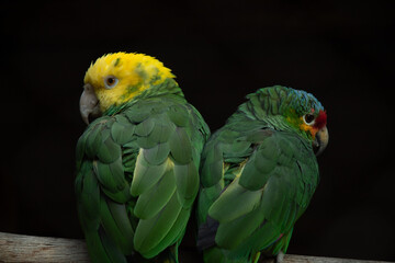 Pericos