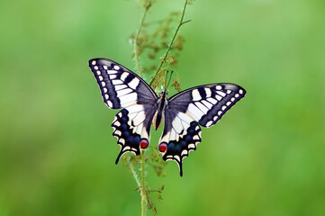 Fototapeta na wymiar Wonderful butterfly Papilio machaon on the flower spread its wings on a summer day