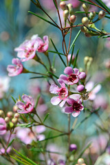 Fototapeta na wymiar Pink flowers of an Australian native Geraldton Wax cultivar, CWA Pink, Chamelaucium uncinatum, family Myrtaceae, endemic to Western Australia. Winter and spring flowering