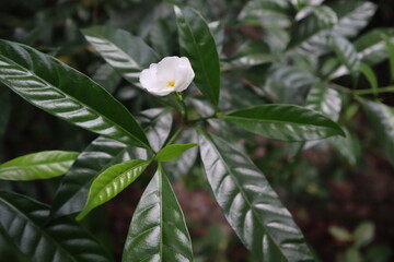 Obraz premium white flower of a plant