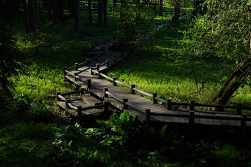 nature of forests with flowers and plants in Japanese alps, Hakuba Japan